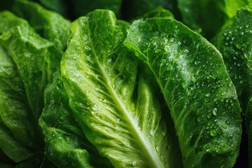 Close-up of fresh, dewy Romaine lettuce leaves, highlighting their vibrant green color and crisp texture.