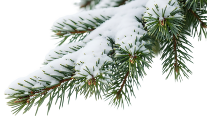 Snow covered pine branch detailed close up shot on a black background perfect for winter holiday themes and greeting cards