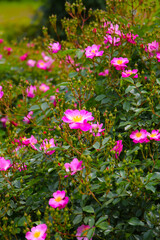 Fototapeta premium Beautiful roses blooming in a Japanese public garden.