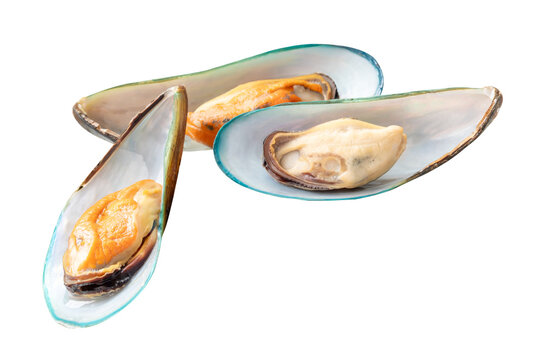 Front view of cooked or steamed green mussels in stack isolated with clipping path in png file format