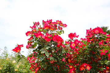 Beautiful roses blooming in a Japanese public garden.