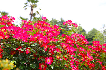 Beautiful roses blooming in a Japanese public garden.
