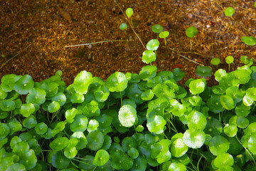 Pennywort leaves and droplets beside clear stream water.