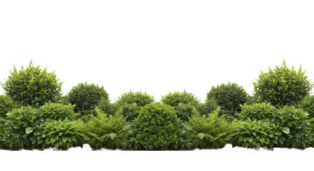 Two distinct, dense horizontal rows of lush, healthy boxwood, ferns, and hostas in various green shades and textures, isolated on a transparent background with copy space. Concept of natural order and