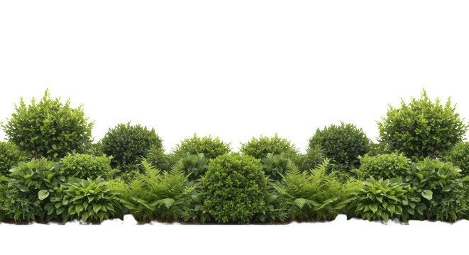 Two distinct, dense horizontal rows of lush, healthy boxwood, ferns, and hostas in various green shades and textures, isolated on a transparent background with copy space. Concept of natural order and