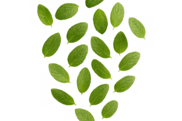 Fresh green leaves floating on a transparent background creating a clean nature pattern with copy space