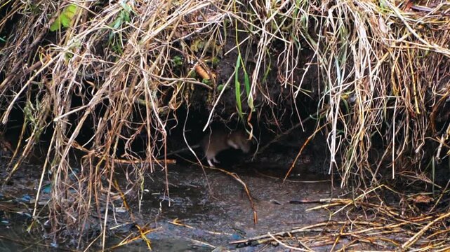 wild brown norway rat drinks dirty polluted water from a muddy ditch or drain near the shore with dead grass around creating an urban pest problem disease risk video
