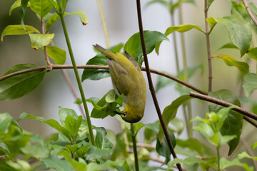 Green Songbird Hanging Upside Down While Feeding Among Leaves