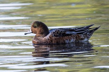Eurasian widgeon