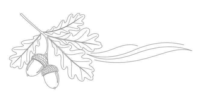 Elegant outline of oak leaves and acorns with flowing decorative lines