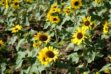 Obraz premium sunflower
