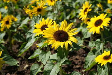 sunflower