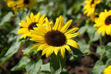 sunflower