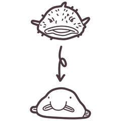 シンプルにデフォルメしたニュウドウカジカ（ブロブフィッシュ）のイラスト