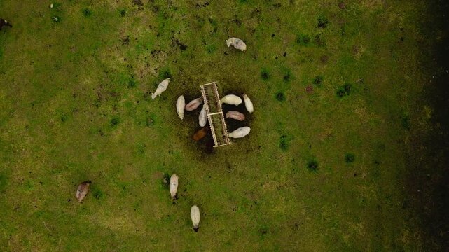 Aerial Timelapse of Sheep Feeding in Pasture near Moeciu de Jos, Romania