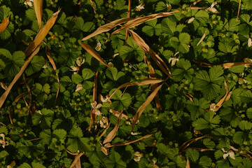 Obraz premium Leaves ground foliage green grass flowers closeup of dense low vegetation with small white blossoms and dried brown stems, natural texture and pattern in outdoor plant cover.