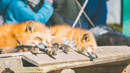 蔵王キツネ村のキツネ