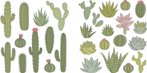 Cactus and succulent plants vector illustration set featuring desert botanical elements hand drawn style greenery collection © Sumon Creative