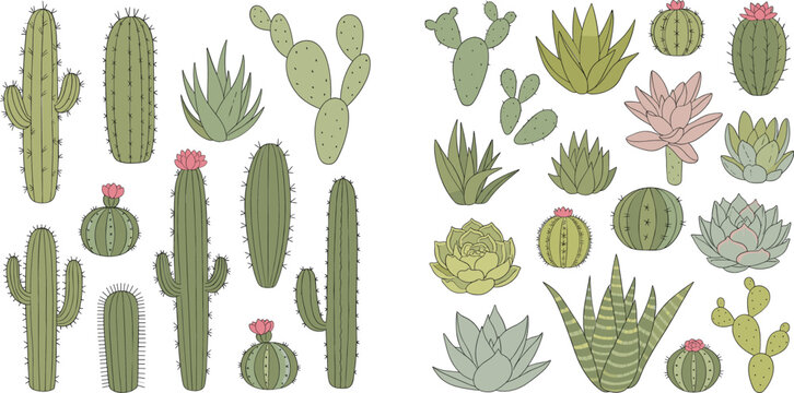Cactus and succulent plants vector illustration set featuring desert botanical elements hand drawn style greenery collection