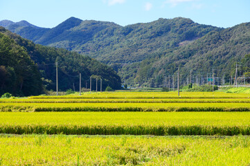 A rice paddy landscape on an autumn morning in Boryeong, South Chungcheong Province, South Korea. Rice farming in autumn. Beautiful South Korea.