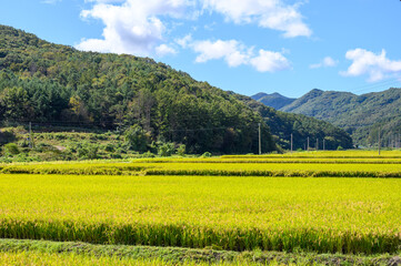 A rice paddy landscape on an autumn morning in Boryeong, South Chungcheong Province, South Korea. Rice farming in autumn. Beautiful South Korea.