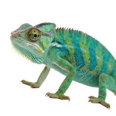 Obraz premium Chameleon Walking Isolated on White Background