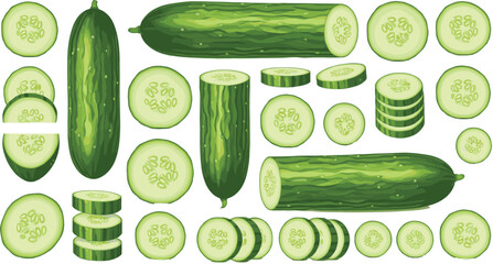 Fresh cucumber vegetable illustration showing whole cucumbers and sliced rounds in multiple angles and arrangements