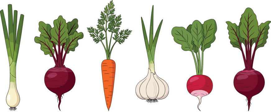 Fresh root vegetables illustration set with beet, carrot, garlic, radish, and green onions in flat style