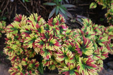 Painted Nettle has green leaves with brown pattern and jagged edges on the leaves. Some leaves are yellowish-green with brown-red patterns. Coleus are succulents variety of colors. Grown in the garden
