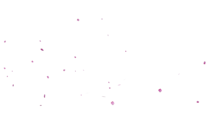 Falling pink rose petals png Isolated on Transparent Background. Pink rose petals falling, Scattered pink rose petals, ideal for wedding, valentine's day or beauty projects