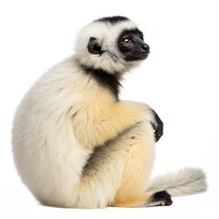 Fototapeta premium Sifaka Lemur Sitting Isolated on White Background