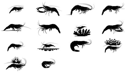 shadows of the shallows a graphic vocabulary of shrimp forms and behaviors set, isolated on transparent background