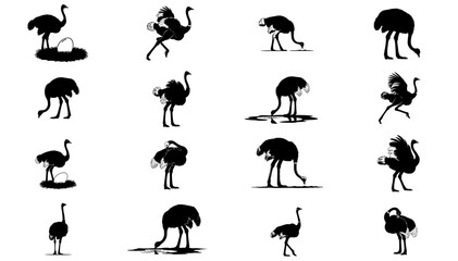 the flightless dancers repertoire a graphic set of ostrich character and motion, isolated on transparent background