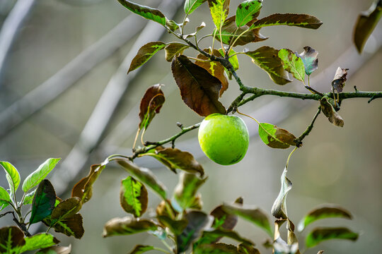Der letzte Apfel h&auml;ngt wie ein gr&uuml;ner Gedanke im Wind &ndash; standhaft, trotzig, beinahe frech. Zwischen Bl&auml;ttern, die schon ein wenig m&uuml;de vom Jahr wirken, leuchtet er wie ein kleiner Planet in seinem eig
