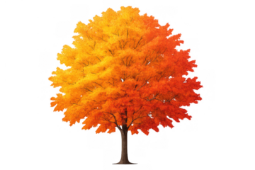 Autumn tree with vibrant orange and yellow leaves showing seasonal change, isolated on transparent background