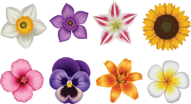 Collection of colorful spring and summer flowers on white background
