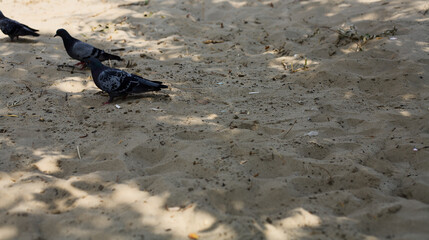 Pigeons Foraging On Sandy Ground During Sunny Day With Dappled Shadows Copyspace