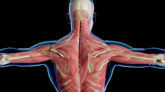 Upper human anatomy with internal organs , organ, bones, lungs, brain, respiratory system, nervous system, skeleton and muscles, 3D medical illustration 4k render