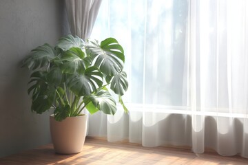 Monstera Deliciosa Houseplant by Sunny Window – Fresh Green Indoor Plant with Natural Light and Sheer Curtains