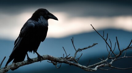 Fototapeta premium Raven Silhouette Flying Above Scottish Highlands Representing Prophecy in Celtic Folklore During Dusk