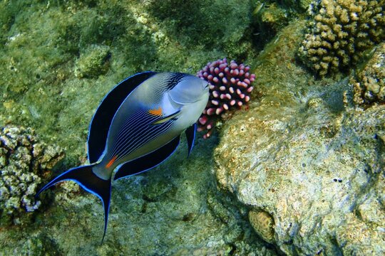 Coral reef and swimming Sohal surgeonfish (Acanthurus sohal) in the tropical ocean. Detail of tropical fish, underwater photography. Picture from scuba diving, fish and wildlife on the reef.