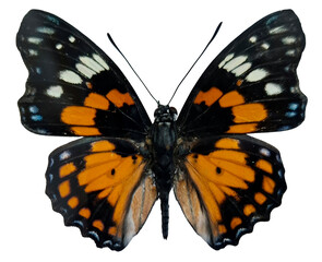 Butterfly isolated. Orange black nice butterfly Sephisa chandra macro. Collection butterflies, Nymphalidae, Lepidoptera, Entomology