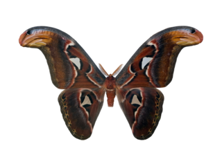 Striking silkmoth known as Saturnia Atlas showcases its intricate wing patterns and rich colors. This stunning moth is often found in tropical regions, captivating nature lovers.