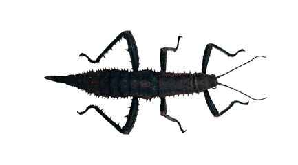 Stick insect Eurycantha horrida, known as the prickly devil. This specimen displays its impressive spiky body in isolation, highlighting its unique adaptations for survival.