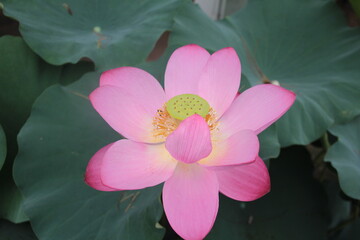 pink lotus flower
