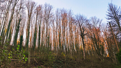 Tall trees in a forest with a clear sky, perfect for nature and landscape themes