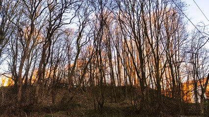 Bare trees silhouetted against a sunset sky in a tranquil forest scene