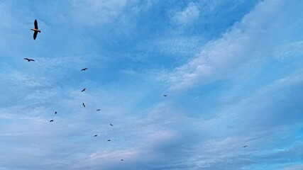 Sea gulls fly in the blue sky covered with thin layer of clouds. Low angle view. Black silhouettes of birds against overcast sky. - Powered by Adobe