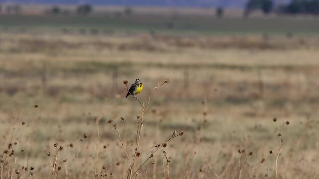 A Chihuahuan Meadowlark, a newly recognized species, preens on the prairie in northeastern New Mexico