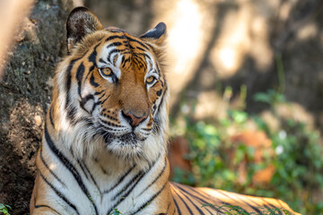 A close-up portrait of a Bengal tiger